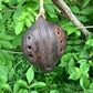 Ocarina, Ceramic Ocarina,Handmade Ocarina, Clay Ocarina, Folk Instruments, Ethnic Instrument, Musical Instruments