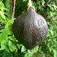 Ocarina, Ceramic Ocarina,Handmade Ocarina, Clay Ocarina, Folk Instruments, Ethnic Instrument, Musical Instruments