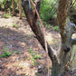 Wooden Longbow - English Longbow - Native American - REAL Wood Archery Bow for Hunters or Target Shooting. SCA, LARP, All Archers