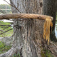 Sunflower Rainstick, 20 " Rainstick, Sound Healing, Rain Stick, Fringed Rain Stick, Tribal, Thick Rainstick, Sound Therapy