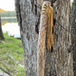 Sunflower Rainstick, 20 " Rainstick, Sound Healing, Rain Stick, Fringed Rain Stick, Tribal, Thick Rainstick, Sound Therapy
