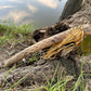 Sunflower Rainstick, 20 " Rainstick, Sound Healing, Rain Stick, Fringed Rain Stick, Tribal, Thick Rainstick, Sound Therapy